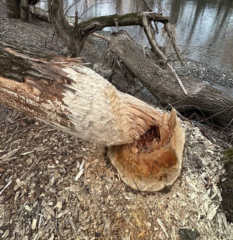 V posledních týdnech byl zaznamenán výskyt bobra evropského (Castor fiber) v toku Ludina, a to v blízkosti rybníku Kuchyňka a sídliště Jaselská. Přítomnost tohoto zvláště chráněného živočicha je patrná z jeho typické činnosti, zejména okusem menších i vzrostlejších dřevin v břehovém porostu a budováním hrází přímo v korytě toku.