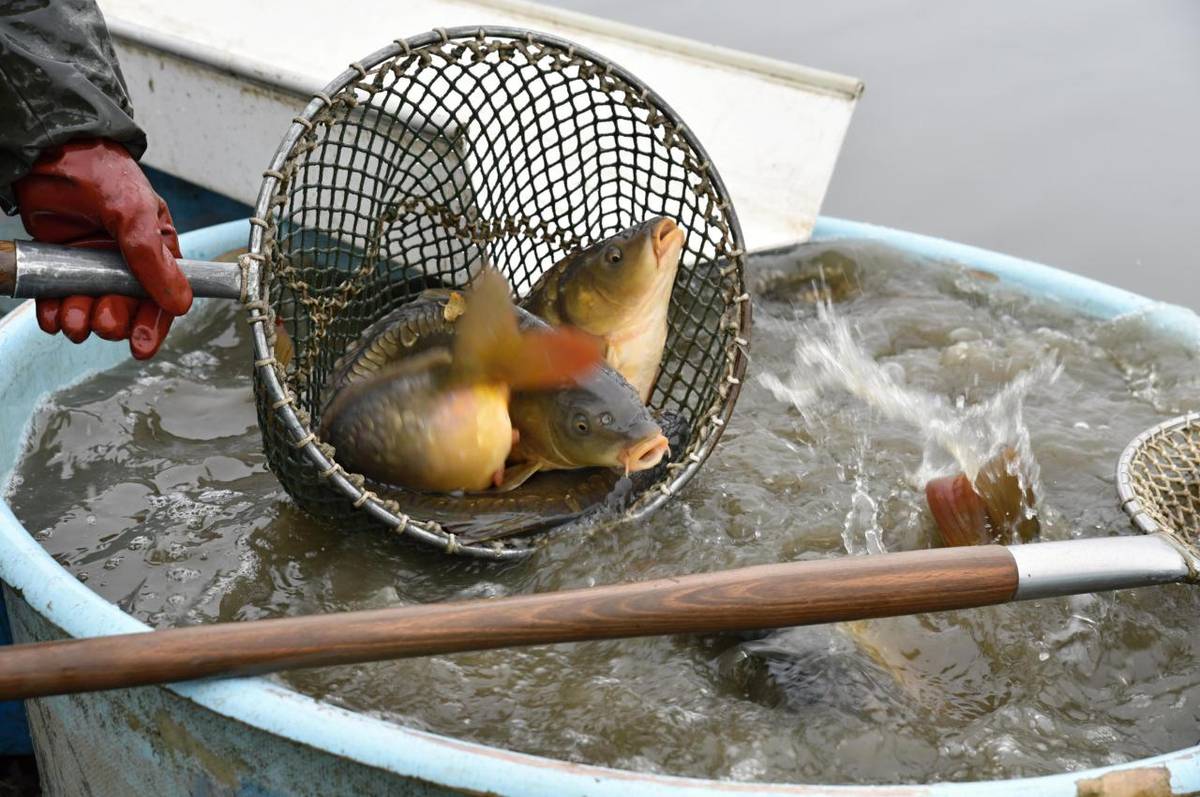 Pan Kryštof z Kudlovické Doliny bude prodávat ryby.