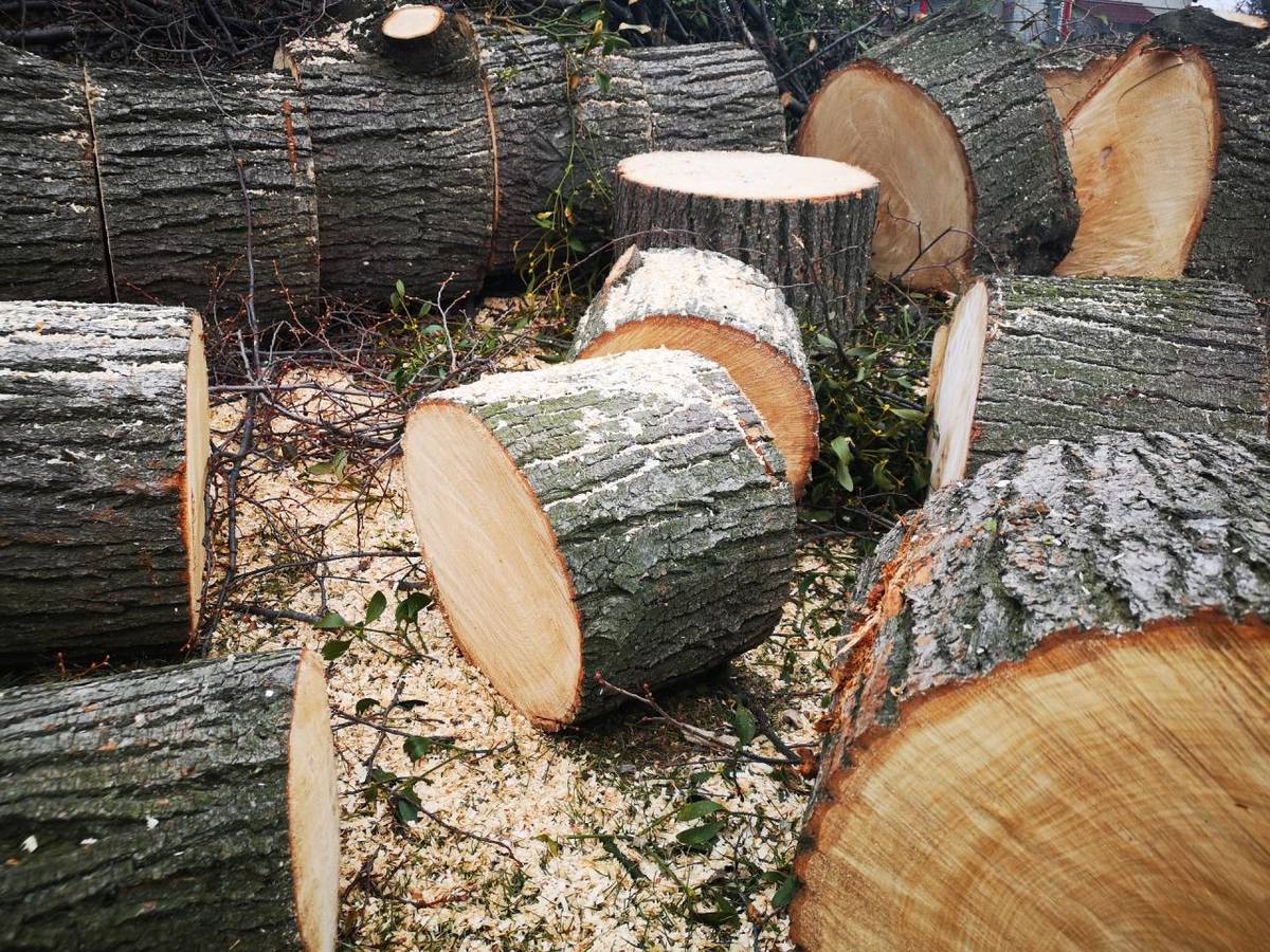 Problematika kácení dřevin v naší obci