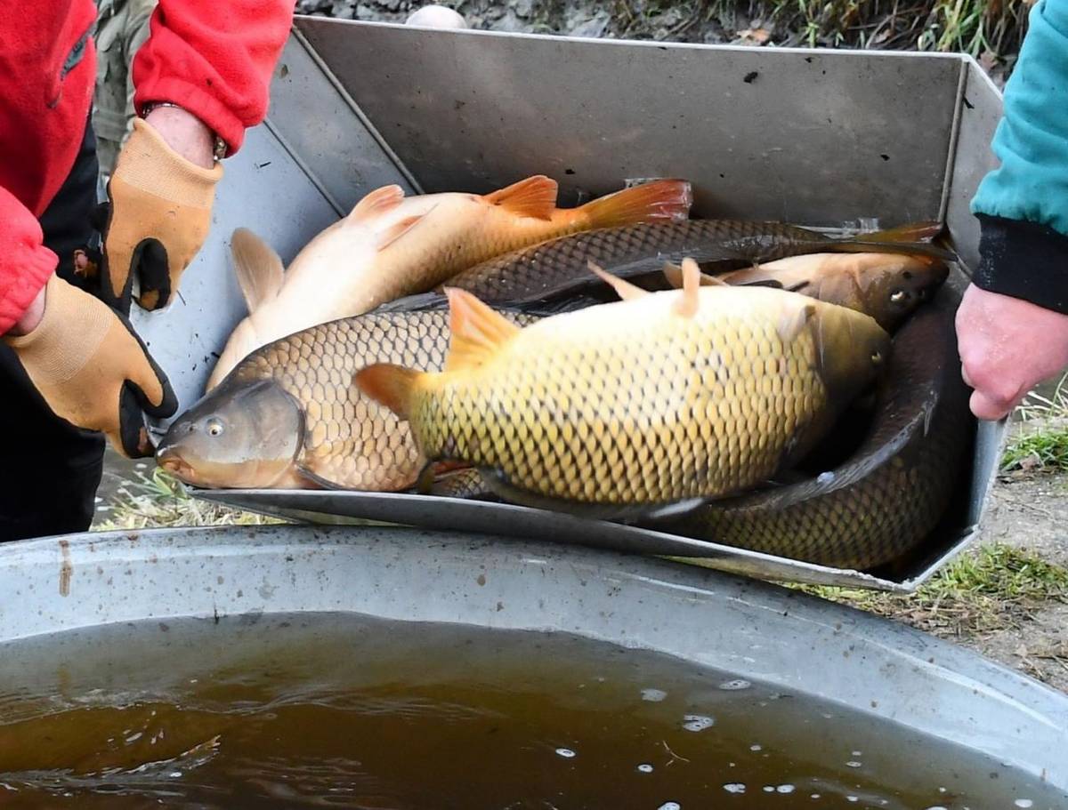 Tradiční předvánoční prodej kaprů se uskuteční v pondělí 22. a v úterý 23. prosince u Vlastimila Dukáta, Řípec 117.