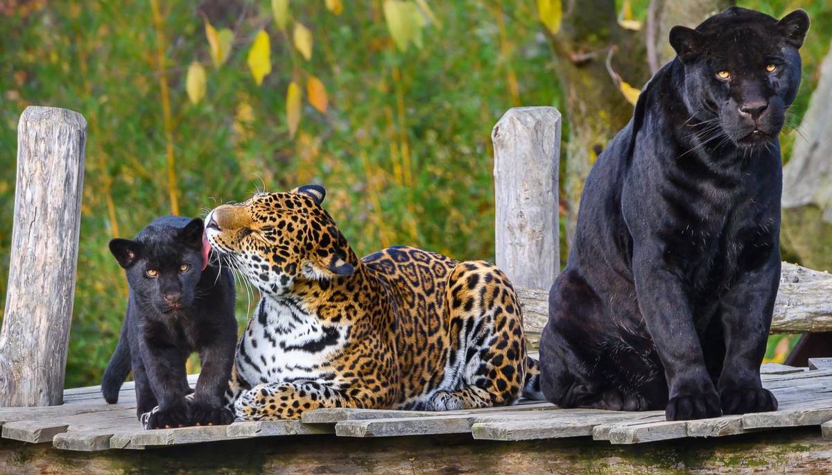 Zlín - Letošní rok je pro Zoo Zlín mimořádný, a platí to pro chovatelství, rozvoj areálu i návštěvnost. Zahrada poprvé v téměř osmdesátileté historii překoná hranici 800 tisíc návštěvníků v jediném roce. „Jubilejní návštěvník“ projde branami zoo pravděpodobně už během vánočního období a získá dárkový poukaz na třídenní wellness pobyt v Resortu Valachy Velké Karlovice.
