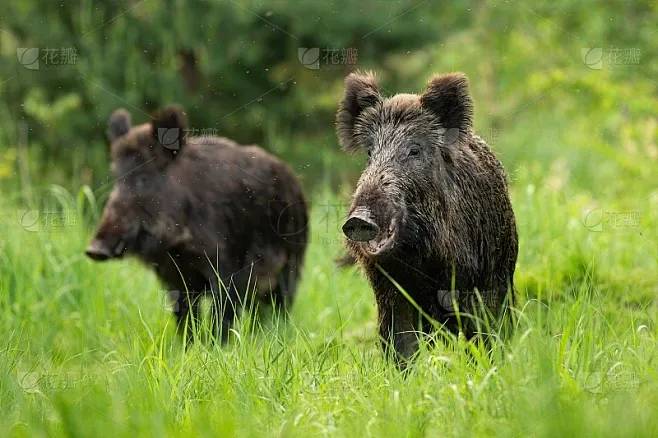Honební společenstvo Slavětín bude v sobotu 27. 12. 2025 provádět v katastru obce Veltěže a Slavětín odlov černé zvěře.  Myslivci věří, že občané budou z bezpečnostních důvodů respektovat toto upozornění a omezí návštěvu honitby. Současně myslivci děkují občanům za pochopení a respektování tohoto upozornění. Myslivosti zdar! Za HS Slavětín: Miroslav Suchomel - myslivecký hospodář a    Václav Koutský - starosta HS