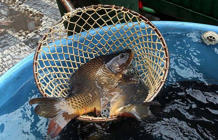 Pavel Urbánek prodává kapry na Červeném vrchu v ul. Antonína Dvořáka čp. 476  21., 22. a 23. 12. vždy od 9:00 do 17:00 h.  Nabízíme kuchání, porcování i filetování.  Tel. č. 728 048 700    Hlášeno: 17., 18., 19. a 22. 12.