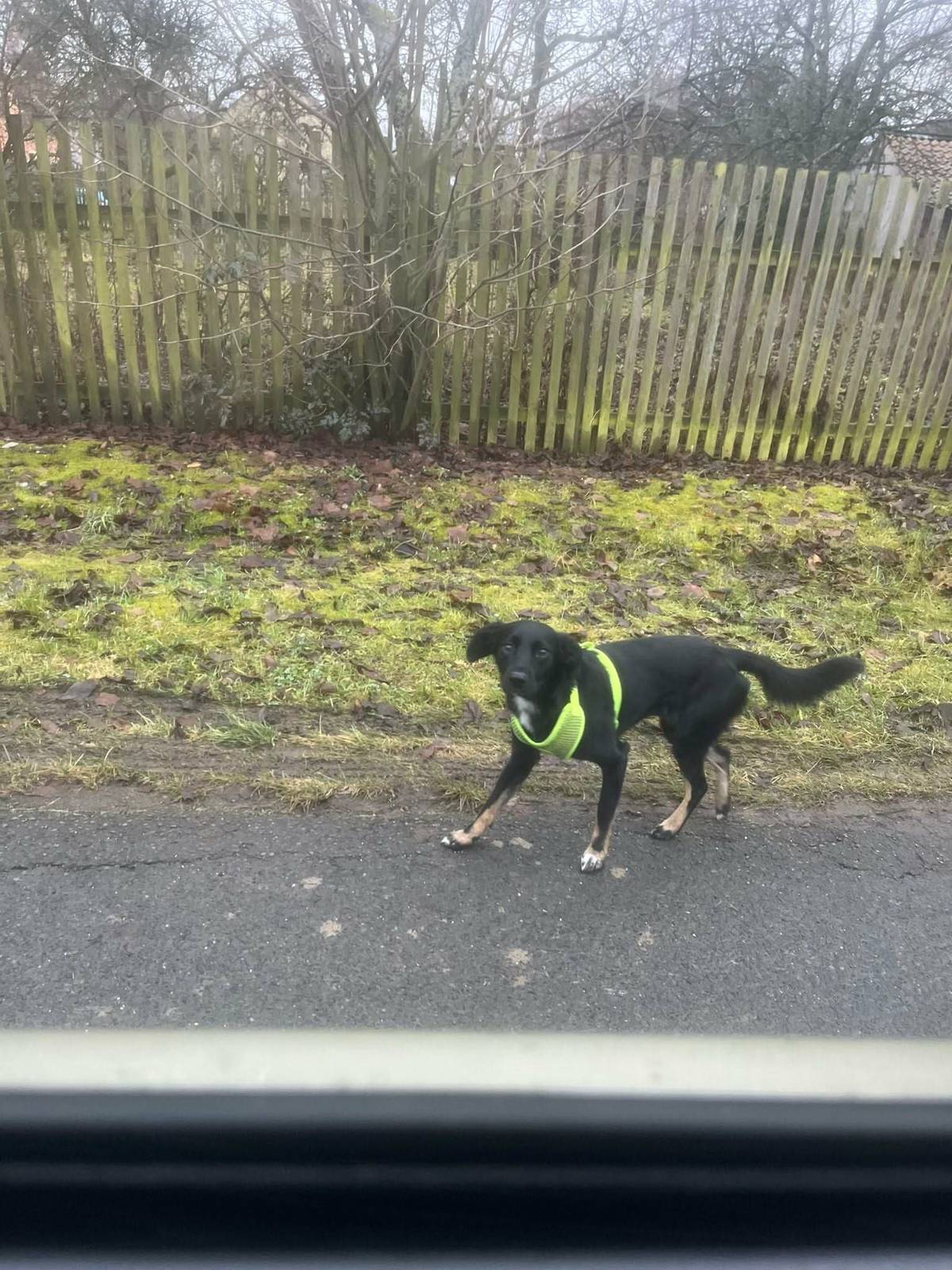 Upozorňujeme majitele psa. Pejsek (na foto), který se opakovaně toulá po Pavlíkově, bude  odchycen Městskou Policií a předán do útulku v Rakovníku.
