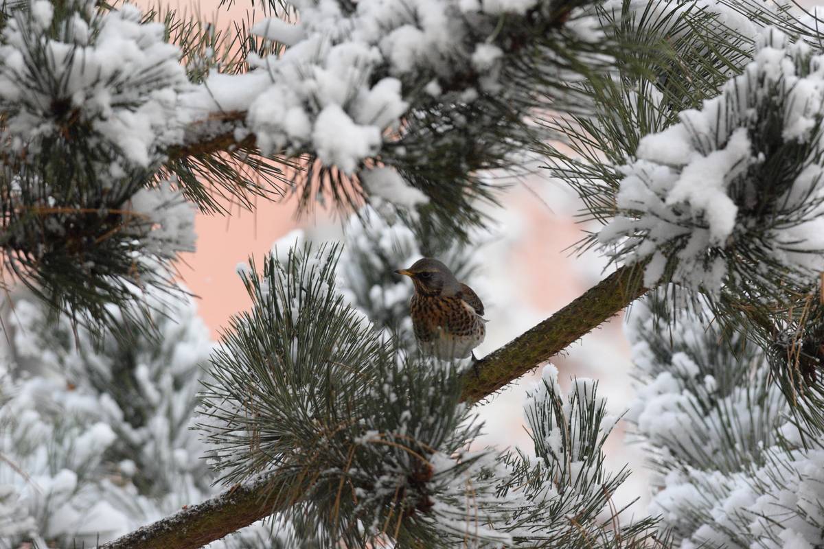 Exkurze, Město Tachov, 34701 Tachov, pondělí 29. 12. 2025 od 10.00. Ptáci v zimě nespí