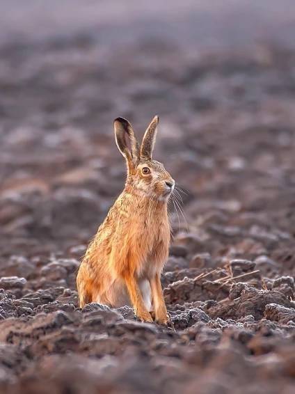 Myslivecký spolek Vlha Syrovice upozorňuje občany, že v sobotu 27. 12. 2025 bude pořádat hon na drobnou zvěř na honebních pozemcích obce Syrovice. Žádáme občany, aby pokud možno v tento den v čase 9:00 - 16:00 hod. omezili pohyb v polích, tj. mimo zástavbu obce. Děkujeme