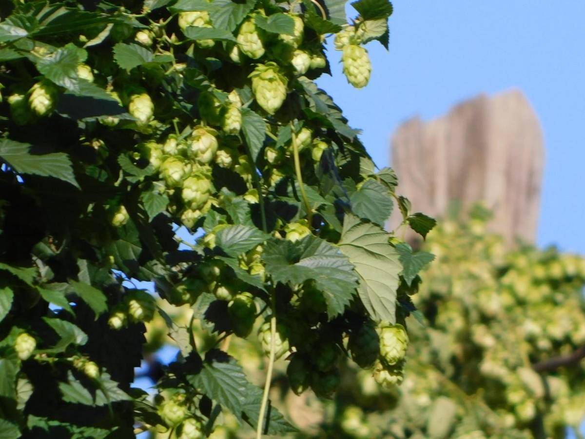 Rok 2025 lze z pohledu českých pěstitelů chmele hodnotit jako mírně nadprůměrný. Vyplývá to z údajů Ústředního kontrolního a zkušebního ústavu zemědělského (ÚKZÚZ).