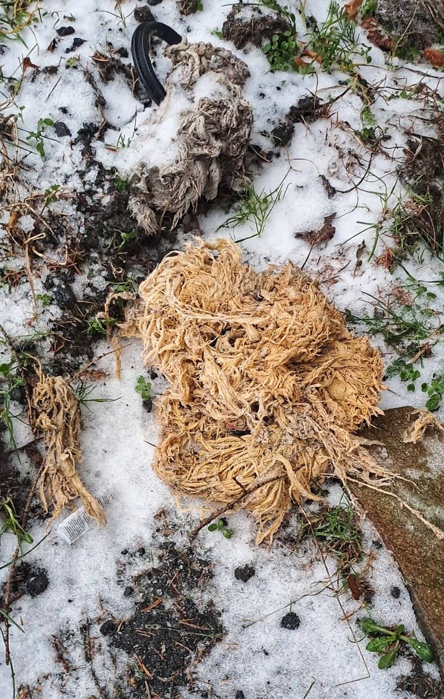 Ptáte se co je to za chuchvalec fujtajblu na fotce? Tak přátelé, toto jsou rozsekané vlhčené ubrousky, které se vytáhly ze splaškové kanalizační čerpací ŠACHTY.  Prostě to je nasaklá hmota plná exkrementů a velmi nevábné vůně... A proč to zde píšeme? Protože během vánoc už 3x došlo tímhle fujtajblem k ucpání čerpadel přečerpávačky kanalizace u hasičárny v Hejnicích 😔   Nyní se musí čerpadla vyjmout a pokusit se vyčistit, aby nám voňavé splašky nevytékaly na ulici. A proto vám připomínáme a prosíme vás o dodržování základního banálního prwvidla: "VLHČENÉ UBROUSKY NEHÁZEJTE DO WC, ALE DO KOŠE ‼️🚯 A to i v případě že to tam výrobce píše, kecá, on tu kanalizaci čistit nepřijede. Je to materiál, který se nerozpadne, jen se za prvním čerpadlem spojí v podivný špunt. Moc děkujeme.
