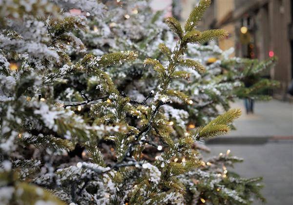 Technické služby města Pelhřimova informují občany o přistavení a svozu velkoobjemových kontejnerů na použité vánoční stromky.