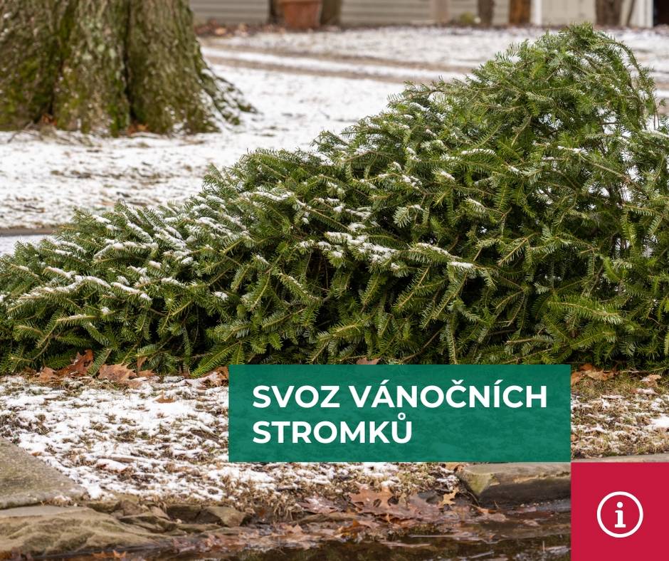 Od pondělí 5. ledna do pátku 9. ledna 2026 bude v Městě Albrechticích probíhat svoz vánočních stromků.