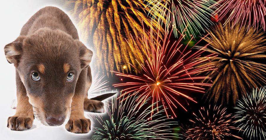 Oslávme príchod Nového roka bez zábavnej pyrotechniky. Skúsme byť k sebe ohľaduplní a empatickí, a myslíme na tých, ktorým tento hluk ubližuje. Sú to najmä malé deti, starší a chorí ľudia, domáce a hospodárske zvieratá, a taktiež aj divá zver žijúca v našej prírode.   Ďakujeme za porozumenie.