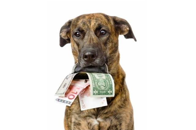 Poplatek ze psů v roce 2026 uhradíte nově pouze prostřednictvím platebního portálu Plzeňského kraje.