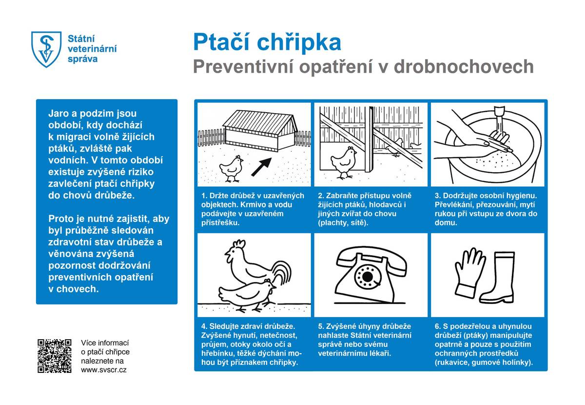 Vážení občané, chovatelé, Státní veterinární správa nás informovala o potvrzení ohniska vysoce patogenní ptačí chřipky v chovu v části obce Jindřiš (Rodvínov). Ačkoliv kolem tohoto ohniska nebylo zřízeno tzv. uzavřené pásmo (ochranné pásmo a pásmo dozoru) , SVS důrazně doporučuje chovatelům v okolních obcích dodržovat následující preventivní opatření po dobu následujících 30 dnů: Doporučená opatření pro drobnochovy:   Zamezte kontaktu: Chraňte chované ptáky před kontaktem s volně žijícími ptáky, kteří jsou nejčastějším zdrojem nákazy.   Výběhy: Vypouštějte drůbež pouze do ohraničených venkovních prostor a zabraňte jim v přístupu na vodní plochy s výskytem divokých kachen a jiného vodního ptactva.   Krmení: Krmivo a vodu podávejte uvnitř budov nebo pod přístřeškem, aby nedošlo ke kontaminaci trusem volně žijících ptáků.   Povinnost hlášení: Pokud zjistíte náhlé zvýšené úhyny, změny zdravotního stavu (apatie, průjem) nebo pokles snůšky, neprodleně to oznamte na krizovou linku KVS SVS: +420 720 995 212. Na toto číslo hlaste i případné nálezy hromadných úhynů volně žijících ptáků v okolí.