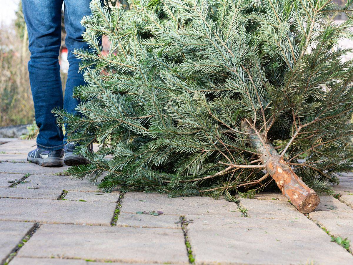 Oznamujeme občanům, že kontejnery na vánoční stromky budou přistaveny na obvyklých stanovištích od 5. ledna 2026 do 2. února 2026. Nevhazujte prosím do kontejneru žádný jiný odpad. Děkujeme.