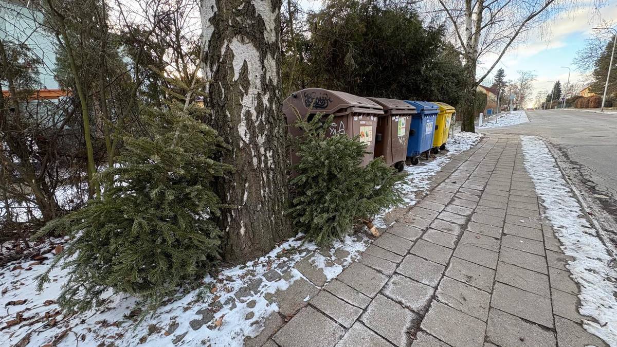 I letos je pro občany zajištěn svoz s likvidací použitých vánočních stromečků, a to ve dvou termínech. První bude ve čtvrtek 8. ledna a druhý potom za týden 15. ledna. Žádáme proto občany, aby řádně odstrojené vánoční stromky umístili na sběrná stanoviště pro separovaný odpad – vedle hnědých kontejnerů určených na BIOODPAD.