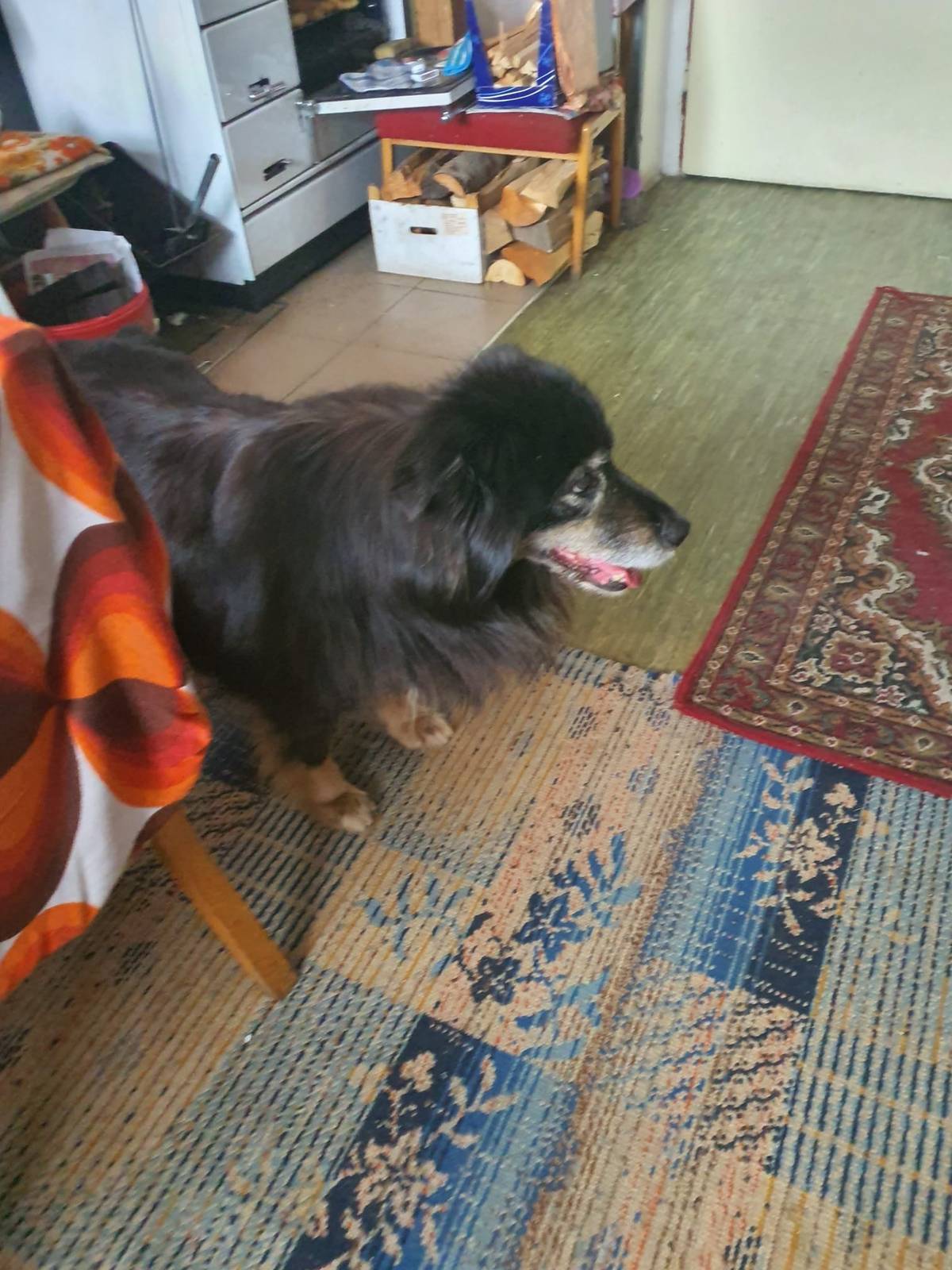 Vážení spoluobčané, obracíme se na vás s prosbou o pomoc.  Paní z Dobše u Lukavce odchází dne 6. 1. 2026 do domova důchodců a po jejím odchodu zůstává doma fenka, která nutně hledá nový, laskavý domov.  Fenka je 13 let stará, velmi hodná, klidná a čistotná, je kastrovaná, očkovaná a zdravotně v pořádku. Je zvyklá na domácí prostředí a nyní potřebuje především klid, bezpečí a lidskou blízkost.  Hledáme dobrosrdečného člověka nebo rodinu, která jí umožní prožít pokojné a důstojné stáří. I krátkodobá pomoc nebo doporučení může znamenat nový začátek. 🍀 📞 Kontakt: 607 008 145 Děkujeme všem za pomoc 💖🙏