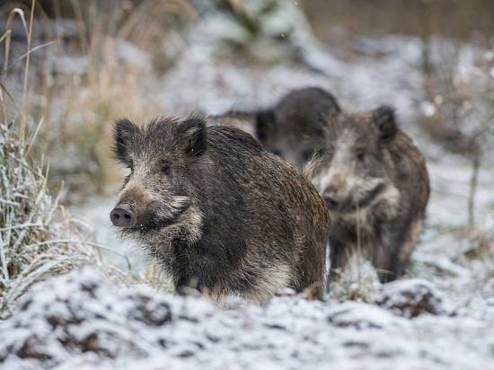 Myslivecký spolek Hubert Kotovice informuje občany o plánované naháňce zvěře v lesním úseku Dubovec 10. ledna 2026 v čase 8:00 - 16:00