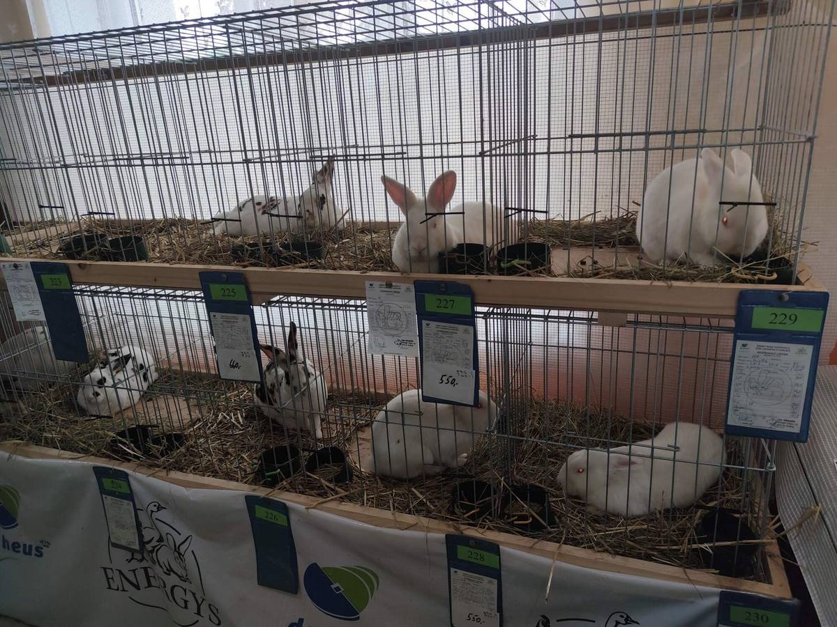 Srdečně Vás zveme na tradiční okresní výstavu chovatelů, která se uskuteční 7. a 8. února 2026 ve společenském sále v Lipové. 🗓 Sobota: 8:00–16:00 🗓 Neděle: 9:00–15:00 Těšit se můžete na:  možnost nákupu chovných zvířat bohatou tombolu parkování zdarma  🎟 Vstupné: 50 Kč 👧 Děti: zdarma Přijďte si užít příjemný víkend a podpořit místní chovatele. Těšíme se na Vás!