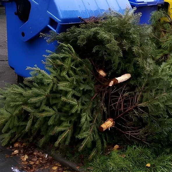Důkladně odstrojené vánoční stromky můžete odkládat na stanovištích tříděného odpadu. Pracovníci Technických služeb budou jejich svoz zajišťovat průběžně až do konce ledna.