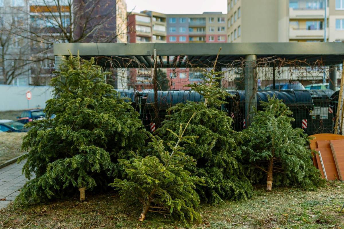 Kam odnést stromečky po svátcích? Ideálně k veřejně přístupným barevným nádobám na tříděný odpad! Vysloužilé jehličnany mohou posloužit i po Vánocích. Ovšem pouze tehdy, pokud je občané nevyhodí do popelnic a kontejnerů, kam rozhodně nepatří. Stromečky stačí zbavit ozdob a odnést je k nejbližšímu veřejnému stanovišti tříděného odpadu přímo na ulici. Z důkladně odstrojených a neznečištěných kusů vznikne v rámci cirkularity štěpka nebo kompost. Umělé vánoční stromečky by měli lidé odvézt na sběrný dvůr. mapa veřejně přístupných míst na tříděný odpad zde: https://odpady.mojepraha.eu/