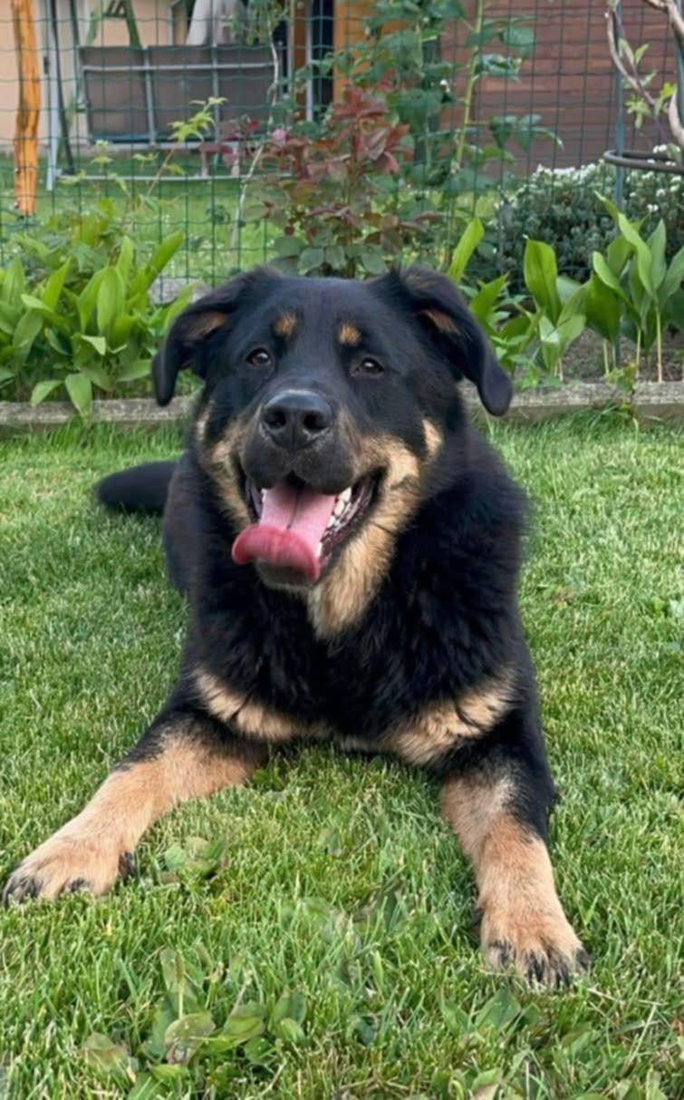 Prosím stratila sa fenka z Kriváňa, reaguje na meno Eby, veľký čierny pes s hnedým flakom pod krkom a hnedými labkami kto ju videl, kontaktujte  prosim na 0948016920. Je Hravá, nie je agresívna da sa chytiť.