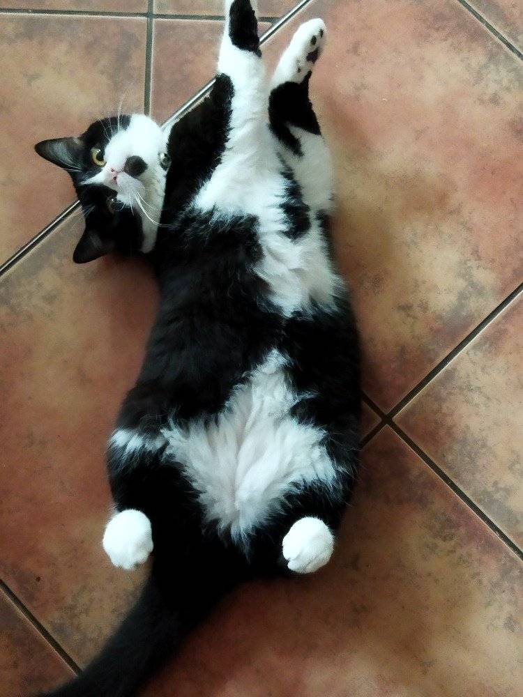 Společnost Vodovody a kanalizace Vyškov a.s. oznamují, že ve středu 7.1.2026 budou prováděny odečty stavu vodoměrů. Prosíme odběratele, kteří mají nepřístupný vodoměr a nebudou v tento den doma, aby opsali aktuální stav vodoměru a vylepili na viditelné místo a ostatní, aby si odklidili sníh ze šachet.   Upozorňujeme občany, že parkování na travnatých plochách ve vlastnictví obce je zakázáno.   Paní Spáčilová, Topolany č.p. 64 žádá občany o pomoc s nalezením černobílé kočky domácí slyšící na jméno Micinka. Za její nalezení nabízí odměnu ve výši 1 000,-.  Pokud máte nějaké informace ohledně kočky volejte na tel. č.  739 506 181