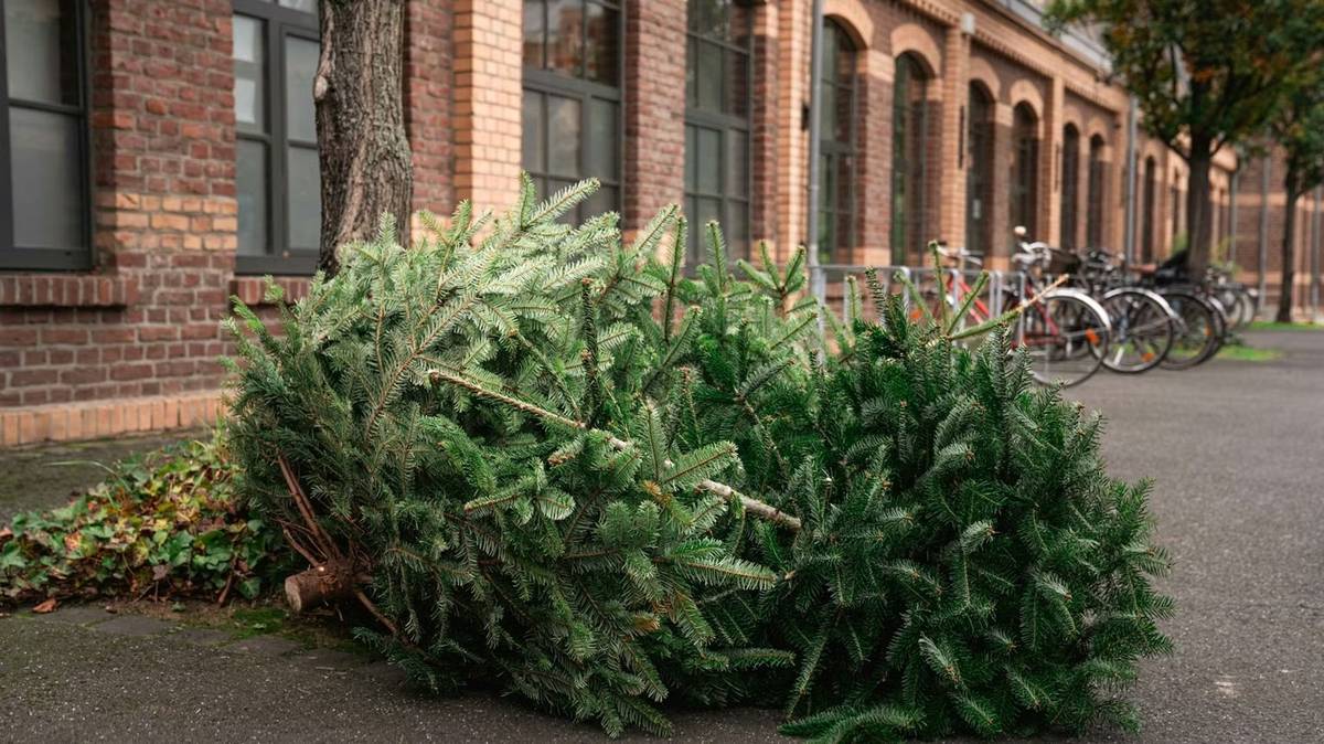 Sbor dobrovolných hasičů Velké Němčice oznamuje občanům, že svoz vánočních stromků po obci se bude konat v pondělí 12. ledna 2026 od 9:00 hodin. Stromky připravte před rodinný dům.