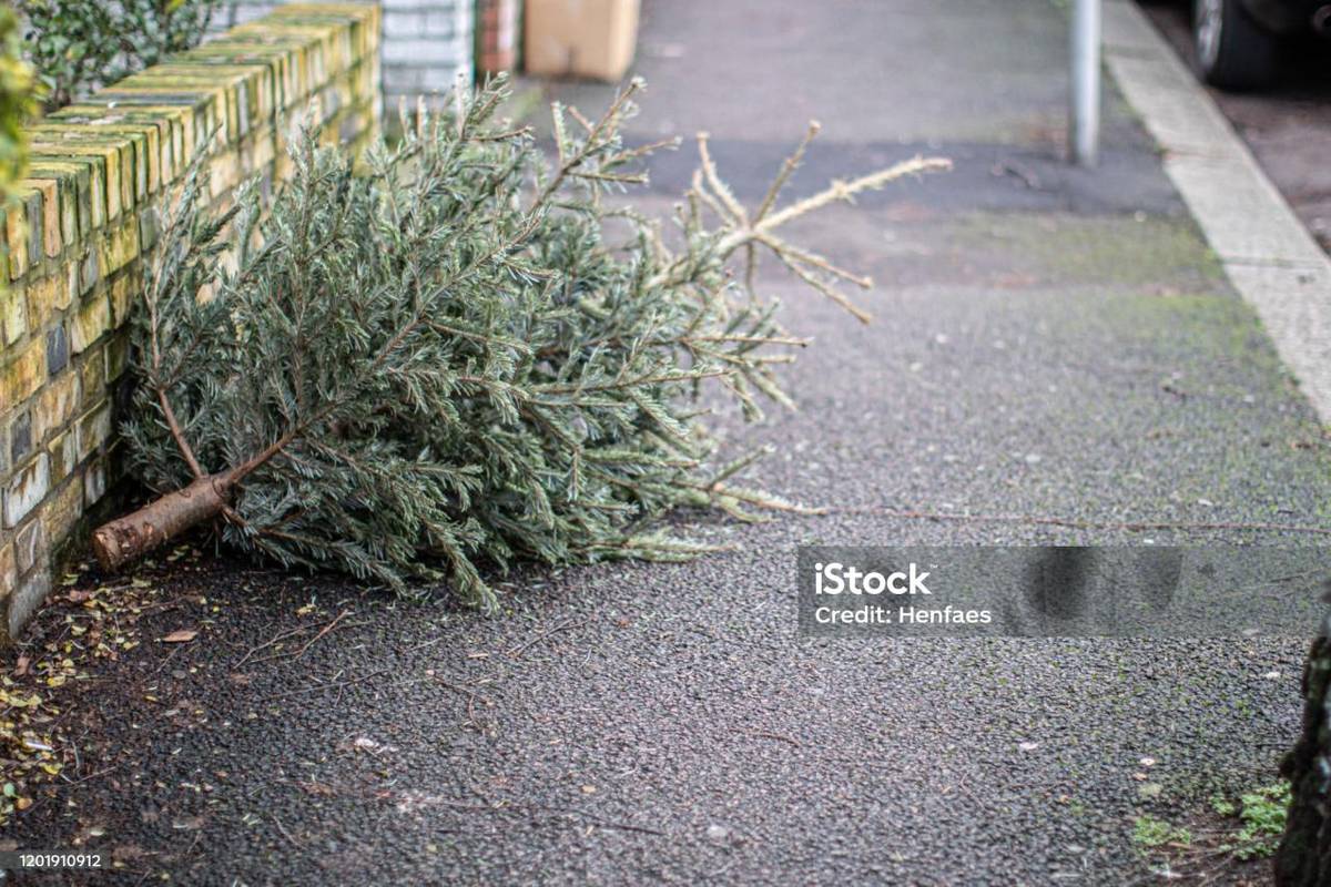 OÚ Vrbovec bude svážet vánoční stromky.