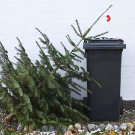 Zber vianočných stromčekov / Leszedett karácsonyfák gyűjtése