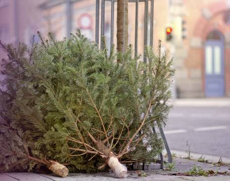 Obec zabezpečí odvoz použitých vianočných stromčekov 9. januára a 12. januára.