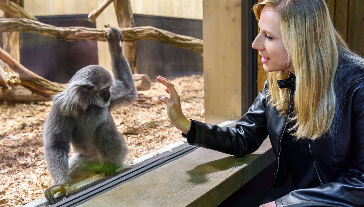 Zlín - Rok 2025 byl pro zlínskou zoo nejúspěšnějším rokem v historii. Branami zahrady prošlo 812 172 návštěvníků, zoo tak o téměř 50 tisíc překonala návštěvnost v roce 2024. Dařilo se i po chovatelské stránce, za uplynulých 365 dnů se v Zoo Zlín narodilo 118 savců a 6 paryb, vylíhlo 253 ptáků, 65 plazů a 10 obojživelníků. Rekordní návštěvnost od roku 1990 dosáhl i zámek Lešná, který je nedílnou součástí areálu Zoo Zlín. V roce 2025 si prohlídku zámeckých interiérů nenechalo ujít 37 180 osob.