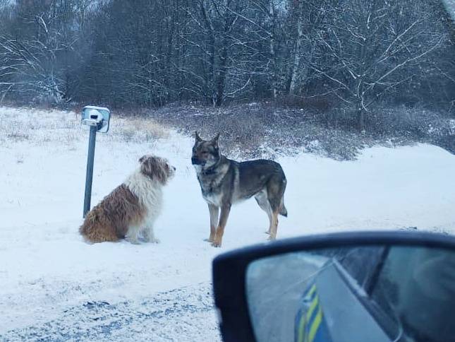 Dva psi, kteří v pátek 9. ledna dopoledne pobíhali v Rožmitále pod Třemšínem, byli odchyceni.