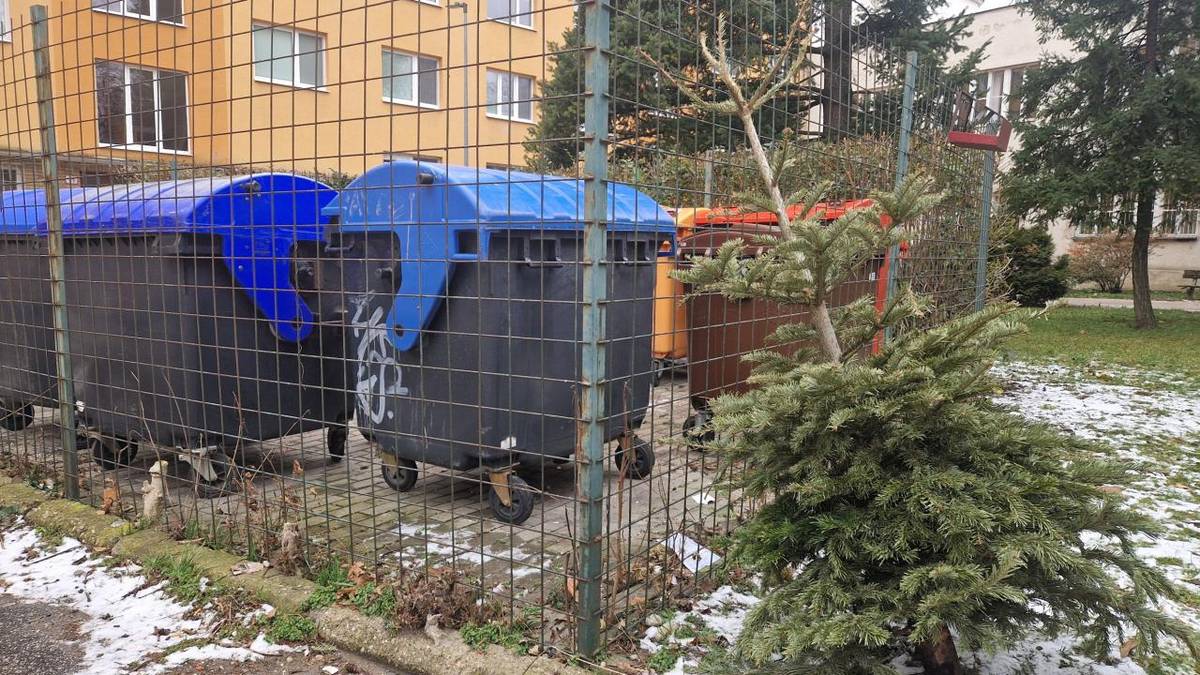 Pravidelne organizovaný zber živých vianočných stromčekov sa začne v tomto týždni.