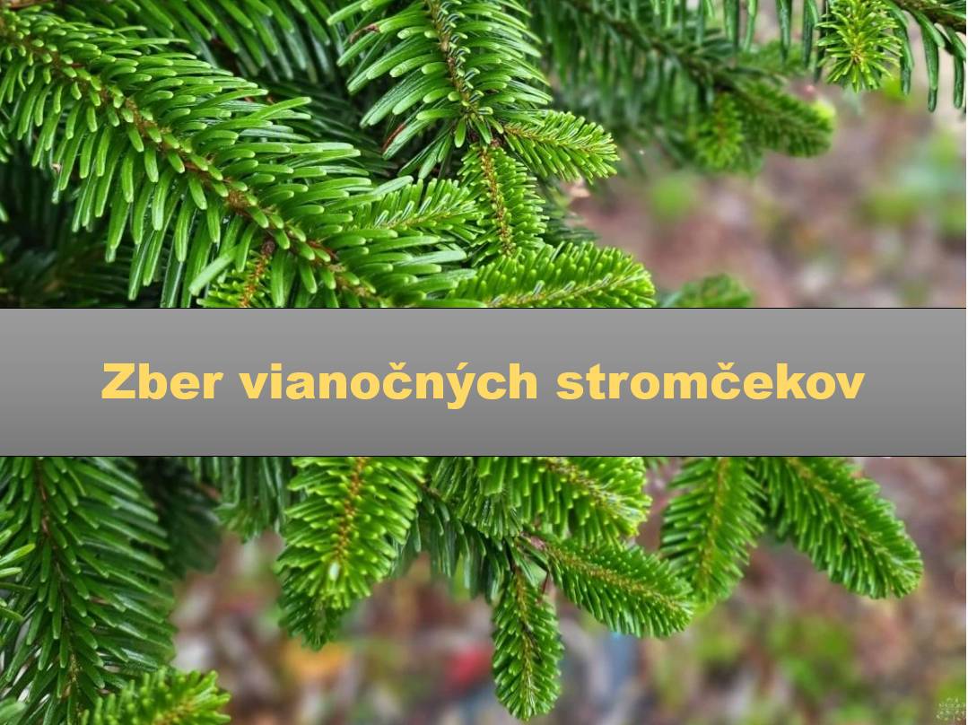 Vážení občania, v nasledujúcom týždni bude obec vykonávať zber odzdobených vianočných stromčekov nasledovne: Dňa 12.01.2026 (pondelok) ulice: Pri kockách, Mlynské pole, Vavrinecká, Iršajská, Slnečná, 1.mája, Športová, *Sadová, Školská, Potočná, Krátka, Raková, SNP a Vinohradnícka ul. časť od začiatku obce po kruhový objazd. Dňa 14.01.2026 (streda) ulice: Malokarpatská, *Gaštanová, Limbová, Športová - Humná, Cintorínska, Silvánska, Černicová, Priečna, Podlesná, Záhradná, Družstevná, SNP a Vinohradnícka od kruhového objazdu v smere ďalej do obce. *Majiteľov nehnuteľností na uliciach Sadová 23, 25, 27, 30, 42,43, 45, 47 a Gaštanová 30 a 31, žiadame, aby stromčeky zniesli k najbližšej hlavnej cestnej komunikácii. Očistené stromčeky vyložte deň pred zberom na miesto, kde zvyčajne vykladáte smetné nádoby. Stromčeky, ktoré nebudú vyložené deň vopred, odobraté nebudú.  Za pochopenie ďakujeme.