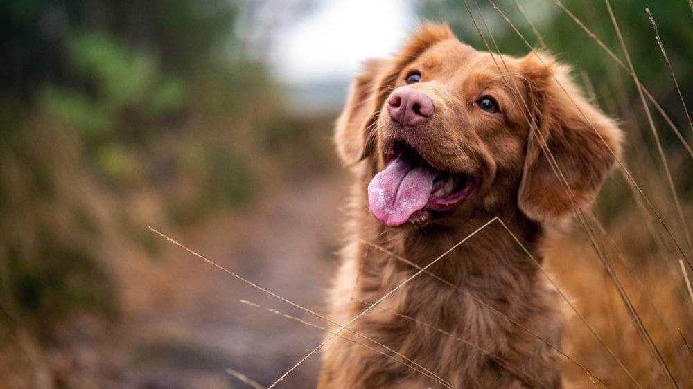 Poplatek se týká všech psů starších 3 měsíců, jejichž držitel má trvalý pobyt nebo sídlo v MČ Brno-Žebětín. Splatnost je nejpozději do 31. března. 👉 Sazby zůstávají beze změny  bytový dům: 1 000 Kč rodinný dům: 500 Kč důchodci: 200 Kč  💳 Platba:  převodem na účet 19-19823621/0100 variabilní symbol: 250100ABCD (ABCD = číslo známky psa, u tří číslic doplňte na začátek nulu) do poznámky vždy uveďte jméno držitele psa  Nebo můžete zaplatit osobně na pokladně úřadu v úředních dnech (hotově i kartou). ℹ️ Více info zde.  📌 Připomínáme také povinnost nahlásit změny, které mají vliv na výši poplatku, do 15 dnů: referentka ŽP – 510 510 431, laznickova@zebetin.cz