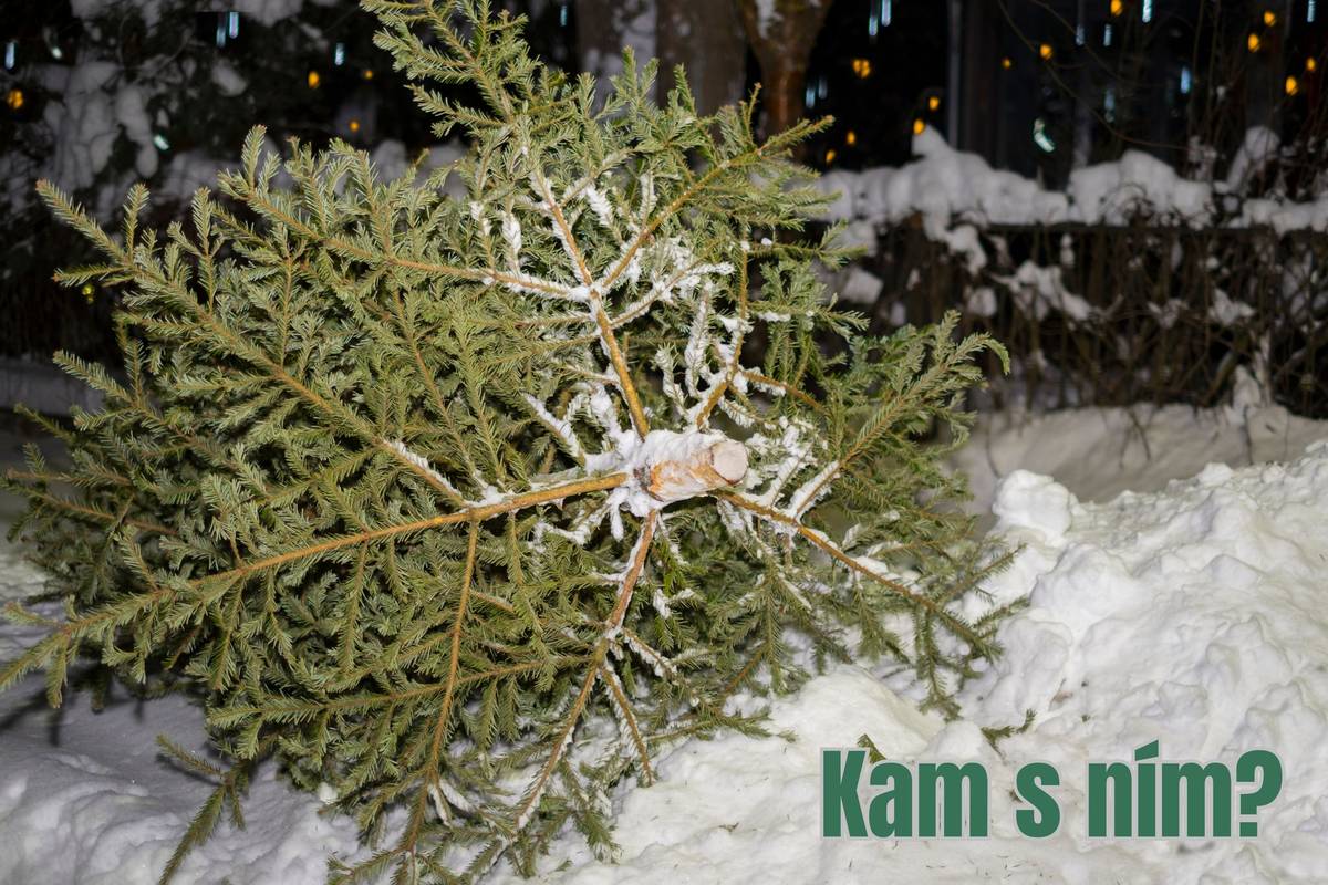 Vánoční svátky jsou za námi a mnozí z vás již odstrojili vánoční stromky. Abychom udrželi naše město v čistotě, prosíme o dodržování následujících pravidel:  Kontejnerová stanoviště: Odstrojené stromky (zbavené všech háčků a ozdob) můžete volně pokládat vedle kontejnerových hnízd. Prosíme, nevhazujte je přímo do kontejnerů, aby zbytečně nezabíraly kapacitu pro běžný odpad. Sběrný dvůr: Stromky lze také odevzdat přímo v areálu sběrného dvora. Ten je pro veřejnost otevřen každou sobotu od 8:00 do 12:00.  Děkujeme, že nám pomáháte udržovat pořádek!