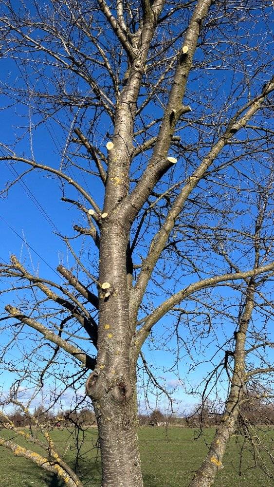 Žádáme občany, aby neprováděli zásahy na stromech na obecních pozemcích svépomocí (ořezávání větví, redukce koruny a pod.). Množí se případy, kdy neodborný zásah v nevhodně zvolenou dobu způsobil nevratné škody na stromech, které jsou v majetku obce. Vždy informujte obec o zásahu, který pokládáte za nutný a kvalifikovaný pracovník obce jej ve vhodnou roční dobu provede.