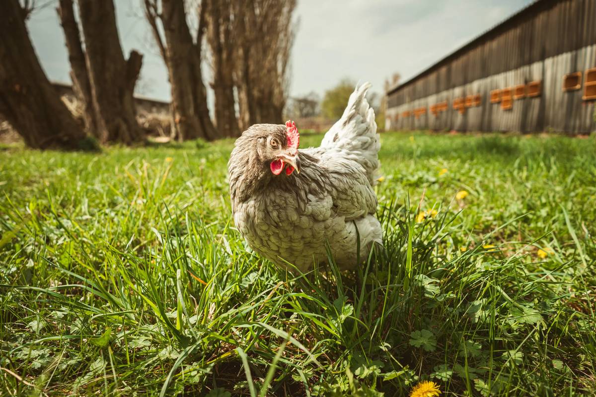 Drůbež Červený Hrádek  prodává slepičky  Dominant všechny barvy, Green Shell  a Dark Shell, cena od 279,- Kč/ ks dle stáří.                                                                                           Prodej:    26.3., 3.5. a 8.6. 2026 Pavlíkov    –  autobus. zast. u pošty  – 13.00 hod. Výkup králičích kožek-cena dle poptávky,doprava 249,- Kč za celý nákup. Prosíme objednávat! Tel. 474 778 710, 601 576 270 i přes e-shop  www.drubezcervenyhradek.cz Info :Po-Pá 9.00-16.00hod.