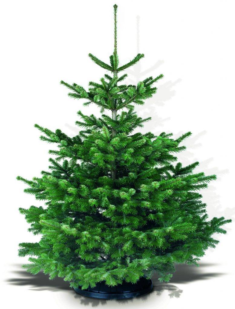 Oznamujeme obyvateľom, že zber živých vianočných stromčekov sa uskutoční v pondelok 19.1.2026.  Odzdobené stromčeky môžete vyložiť pred rodinný dom, zber vykonajú zamestnanci Dojč - OPS, s.r.o.