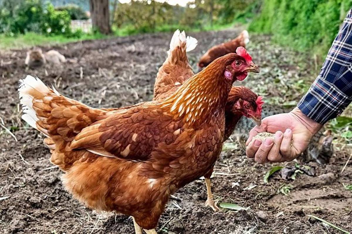 Dovoz kuřic až do domu. Více v přiloženém letáku.