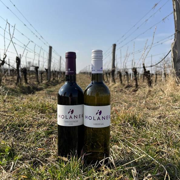 Vinařství Holánek přijede v sobotu (17.01.) s pojízdnou vinotékou.  Tento týden přiveze vinařství Holánek v akci polosladké Zweigeltrebe rosé za 160 Kč, suchý Solaris za 140 Kč, vína sudová 80-90 Kč/litr, vína lahvová výběr z hroznů, pozdní sběr 150-250 Kč.