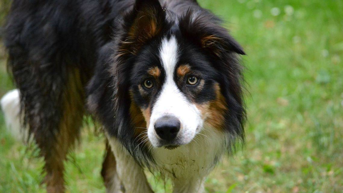 Milí občania, chceli by sme Vám pripomenúť, že majitelia psov starších ako 6 mesiacov sú povinní oznámiť vznik dňovej povinnosti správcovi dane do 30 dní odo dňa vzniku daňovej povinnosti.