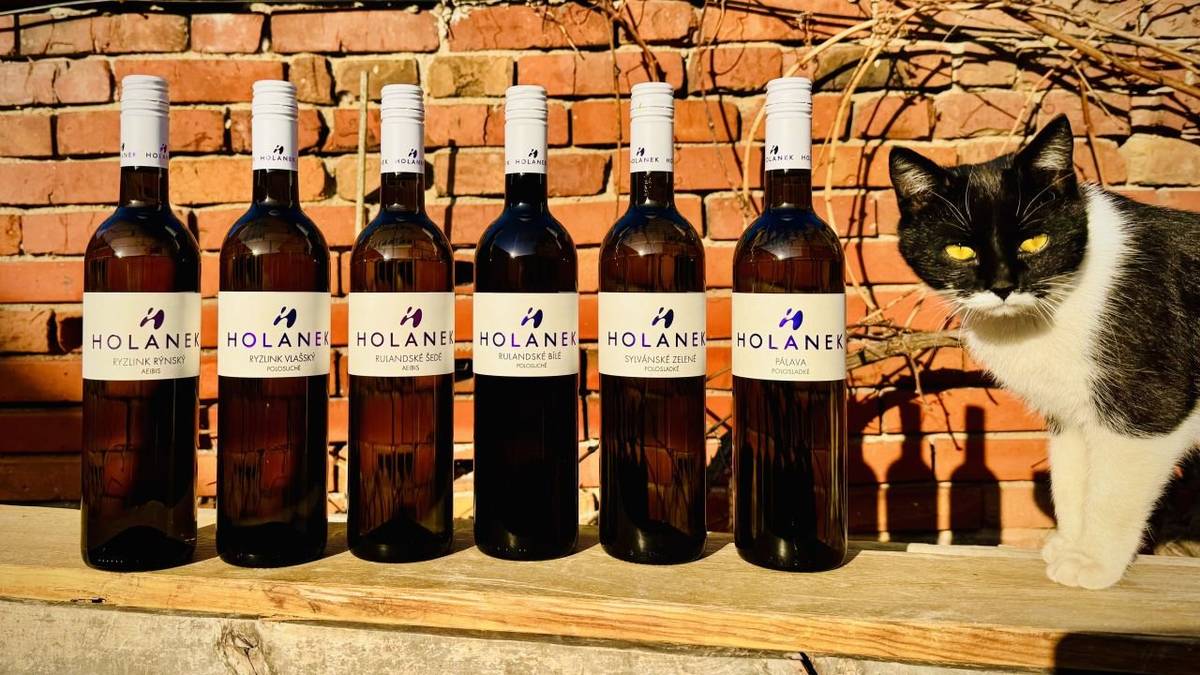 V pátek 16.1. od 16:00 do 16:25 se před obecním úřadem v Želivě uskuteční prodej vína z pojízdné vinotéky Holánek. Přijďte ochutnat a nakoupit vína z vinařství pod Pálavou. Tento týden přiveze v akci polosladké Zweigeltrebe rosé za 160 Kč, suchý Solaris za 140 Kč, vína sudová 80-90 Kč/litr, vína lahvová výběr z hroznů, pozdní sběr 150-250 Kč. Další z vín najdete zde:  https://www.holanek.com/#eshop2 Těší se na Vás Jurkovič Jiří
