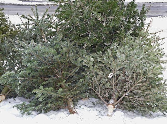 Zajtra, vo štvrtok 15.1.2026 bude prebiehať zber vianočných stromčekov.  Stromčeky musia byť odzdobené, bez kovových súčastí.  Umiestnené musia byť na viditeľnom mieste pred RD alebo vedľa stojísk pri BD.