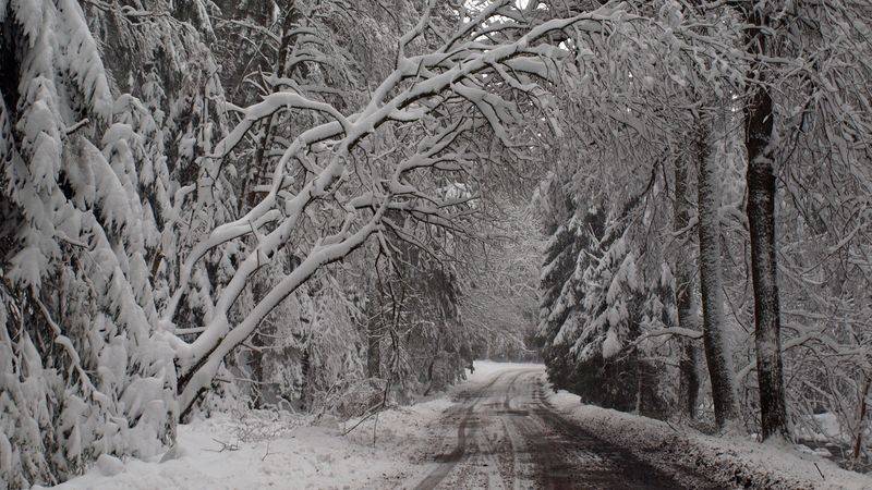 Ředitelství silnic Zlínského kraje upozorňuje vlastníky pozemků, z nichž vyrůstá vegetace (především dřeviny – stromy a keře), nacházející se v sousedství silnice nebo zasahující do ochranného pásma silnice, k údržbě vegetace - ořezání.