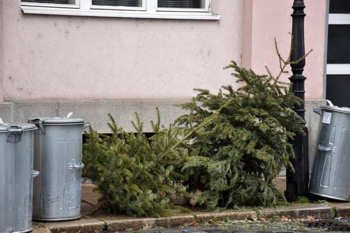 Vážení občané, ve čtvrtek 15. a pátek 16. ledna můžete  umístit na předzahrádku Vašeho domu odzdobené vánoční stromy. Pracovníci obce takto odložené stromky v dopoledních hodinách odvezou.