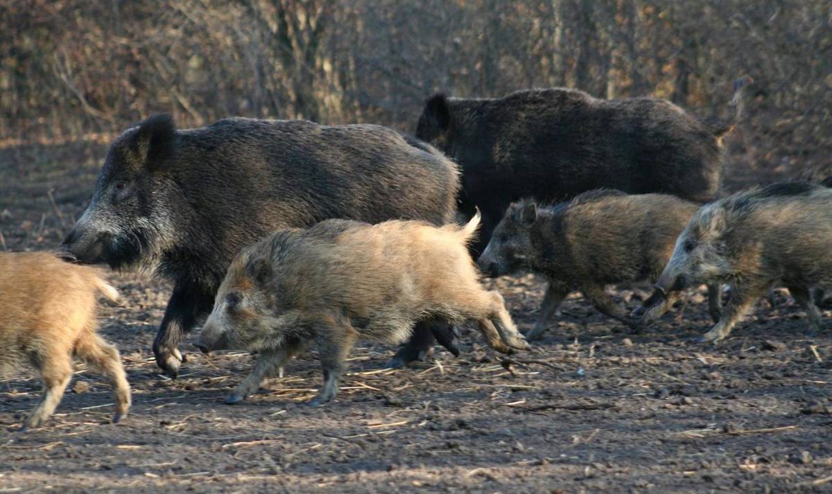 Vážení spoluobčané,  17.1. bude probíhat naháňka divokých prasat mysliveckým spolkem Únětice od 9:00 ráno do cca 15:00 odpoledne v lese mezi Tuchoměřicemi a Statenicemi kolem našeho fotbalového hřiště a v lese za ním (statenická bažantnice) pod Slunnou ulicí.