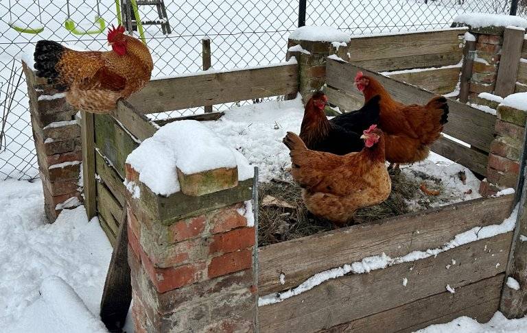 Nebezpečnou nákazu  - Newcastelskou chorobu (pseudomor drůbeže) potvrdila na území obce Zámrsky v malochovu kura domávího Krajská veterinární správa.  Ta doporučuje chovatelům drůbeže a jiných ptáků chovaných v zajetí  důsledné dodržování opatření biologické bezpečnosti ve svých chovech, spočívající zejména v ochraně chovaných ptáků před kontaktem s volně žijícími ptáky, kteří jsou nejčastějším zdrojem nákazy.