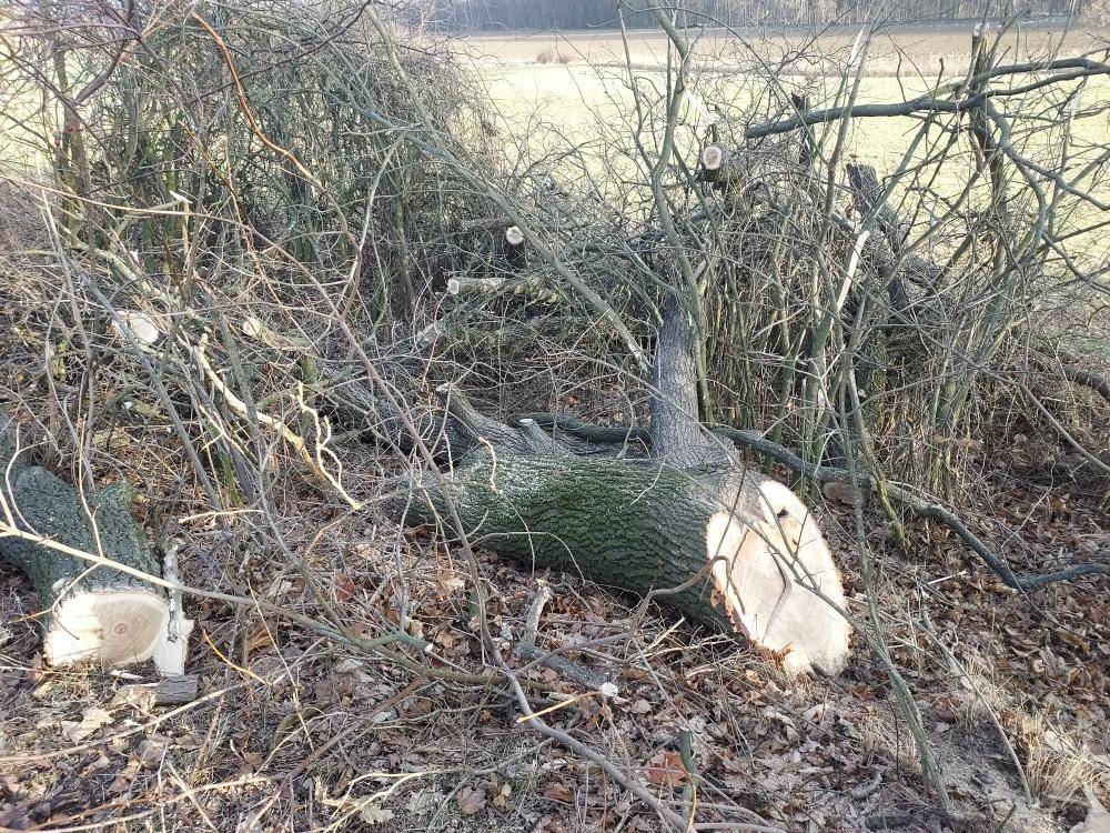 Městys Litultovice nabízí tvrdé dřevo k prodeji.