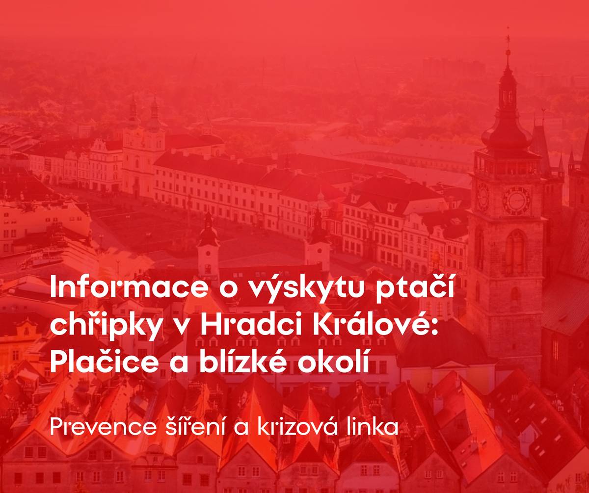 📍 Na vodní ploše Plačický písník byly v těchto dnech nalezeny uhynulé labutě. Případem se intenzivně zabývá Krajská veterinární správa. Z odeslaných vzorků byla Státním veterinárním ústavem potvrzena ptačí chřipka. V případě zaznamenání úhynu v drobném malochovu volejte Krajskou veterinární správu. V případě nálezu uhynulého volně žijícího ptactva volejte Městkou policii Hradec Králové. 🔴 Prevence šíření ▪️ Nedotýkat se uhynulých ptáků, jejich trusu, peří ▪️ Držet psy mimo dosah uhynulých ptáků ▪️ Krmivo a vodu pro domácí ptactvo umístit do budov nebo pod přístřešek, aby se zabránilo kontaminaci trusem divokých ptáků 🔴 Hlášení nálezů ▪️ Pokud najdete neobvykle se chovající nebo mrtvé ptáky, okamžitě kontaktujte ▪️ Krajskou veterinární správu nebo Městskou polici Hradec Králové 🔴 Krizová linka ▪️ Telefon: +420 495 279 059 ▪️ Krizová linka: +420 720 995 210 ❗️Krizová linka pro hlášení nákazy nebo mimořádné situace. Není určená k přijímání stížností. Linka je k dispozici ve všedních dnech od 8 do 22 hodin. O víkendech funguje nepřetržitě od sobotních 8 hodin do nedělních 22 hodin. Nezneužívejte krizovou linku k jiným než určeným účelům, zabraňujete tím jejímu oprávněnému a důvodnému využití. 🔗 Další informace budou zveřejňovány na webových stránkách města ZDE.